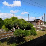 陸中折居駅